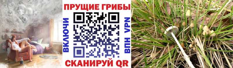 ОМГ ОМГ ССЫЛКА  купить наркотики цена  Покровск  Псилоцибиновые грибы Psilocybine cubensis 
